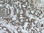 PHF2 Antibody in Immunohistochemistry (Paraffin) (IHC (P))