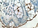 CEACAM7 Antibody in Immunohistochemistry (Paraffin) (IHC (P))