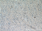C17orf46 Antibody in Immunohistochemistry (Paraffin) (IHC (P))