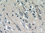 C17orf46 Antibody in Immunohistochemistry (Paraffin) (IHC (P))