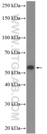 C17orf46 Antibody in Western Blot (WB)
