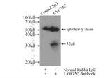 LY6G5C Antibody in Immunoprecipitation (IP)