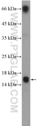 LY6G5C Antibody in Western Blot (WB)