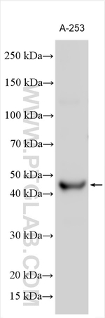 TMPRSS11D Antibody in Western Blot (WB)