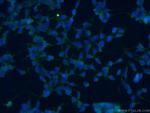 ISG20L2 Antibody in Immunocytochemistry (ICC/IF)