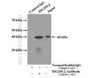 ISG20L2 Antibody in Immunoprecipitation (IP)