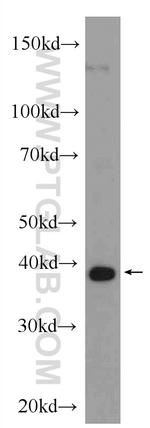 ISG20L2 Antibody in Western Blot (WB)