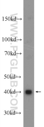 ISG20L2 Antibody in Western Blot (WB)