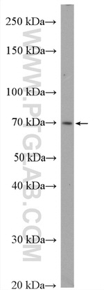 SORBS2 Antibody in Western Blot (WB)