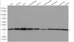 TMEM111 Antibody in Western Blot (WB)