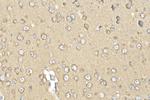 FAM134A Antibody in Immunohistochemistry (Paraffin) (IHC (P))