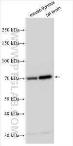 FAM134A Antibody in Western Blot (WB)