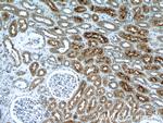 SGLT2 Antibody in Immunohistochemistry (Paraffin) (IHC (P))