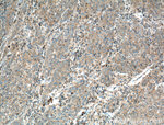 VN1R3 Antibody in Immunohistochemistry (Paraffin) (IHC (P))