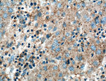 VN1R3 Polyclonal Antibody