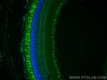 OPN1SW Antibody in Immunohistochemistry (PFA fixed) (IHC (PFA))