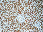 SPINK9 Antibody in Immunohistochemistry (Paraffin) (IHC (P))
