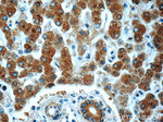 SPINK9 Antibody in Immunohistochemistry (Paraffin) (IHC (P))