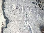 SPINK9 Antibody in Immunohistochemistry (Paraffin) (IHC (P))