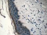 SPINK9 Antibody in Immunohistochemistry (Paraffin) (IHC (P))