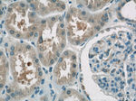LRPAP1 Antibody in Immunohistochemistry (Paraffin) (IHC (P))