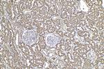 LRPAP1 Antibody in Immunohistochemistry (Paraffin) (IHC (P))