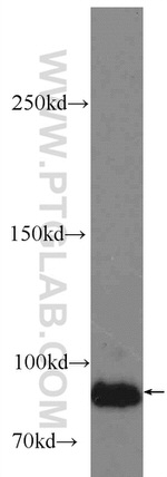 LRSAM1 Antibody in Western Blot (WB)