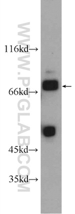 LRSAM1 Antibody in Western Blot (WB)