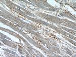 TBC1D4 Antibody in Immunohistochemistry (Paraffin) (IHC (P))