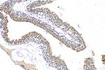 TBC1D4 Antibody in Immunohistochemistry (Paraffin) (IHC (P))