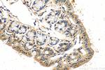 TBC1D4 Antibody in Immunohistochemistry (Paraffin) (IHC (P))