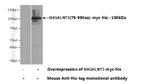 B4GALNT3 Antibody in Western Blot (WB)