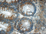 C20orf46 Antibody in Immunohistochemistry (Paraffin) (IHC (P))