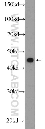 C20orf46 Antibody in Western Blot (WB)