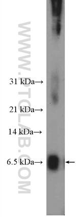 PRY Antibody in Western Blot (WB)