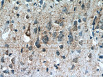 CCDC99 Antibody in Immunohistochemistry (Paraffin) (IHC (P))