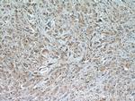 CCDC99 Antibody in Immunohistochemistry (Paraffin) (IHC (P))