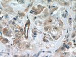 CCDC99 Antibody in Immunohistochemistry (Paraffin) (IHC (P))