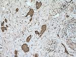 HECW1 Antibody in Immunohistochemistry (Paraffin) (IHC (P))