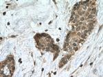 HECW1 Antibody in Immunohistochemistry (Paraffin) (IHC (P))