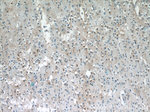 C5orf26 Antibody in Immunohistochemistry (Paraffin) (IHC (P))