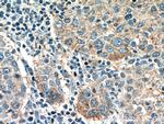 C5orf26 Antibody in Immunohistochemistry (Paraffin) (IHC (P))