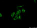 SFRS8 Antibody in Immunocytochemistry (ICC/IF)