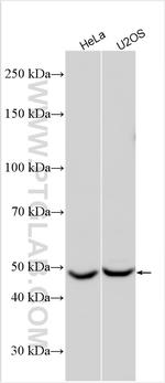 TTYH3 Antibody in Western Blot (WB)
