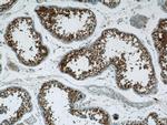 RNF151 Antibody in Immunohistochemistry (Paraffin) (IHC (P))
