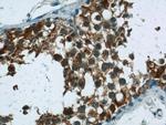 RNF151 Antibody in Immunohistochemistry (Paraffin) (IHC (P))