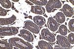 RNF151 Antibody in Immunohistochemistry (Paraffin) (IHC (P))