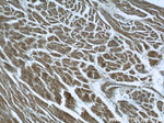 BEND4 Antibody in Immunohistochemistry (Paraffin) (IHC (P))