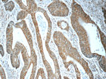 BEND4 Antibody in Immunohistochemistry (Paraffin) (IHC (P))