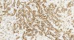 PFAS Antibody in Immunohistochemistry (Paraffin) (IHC (P))